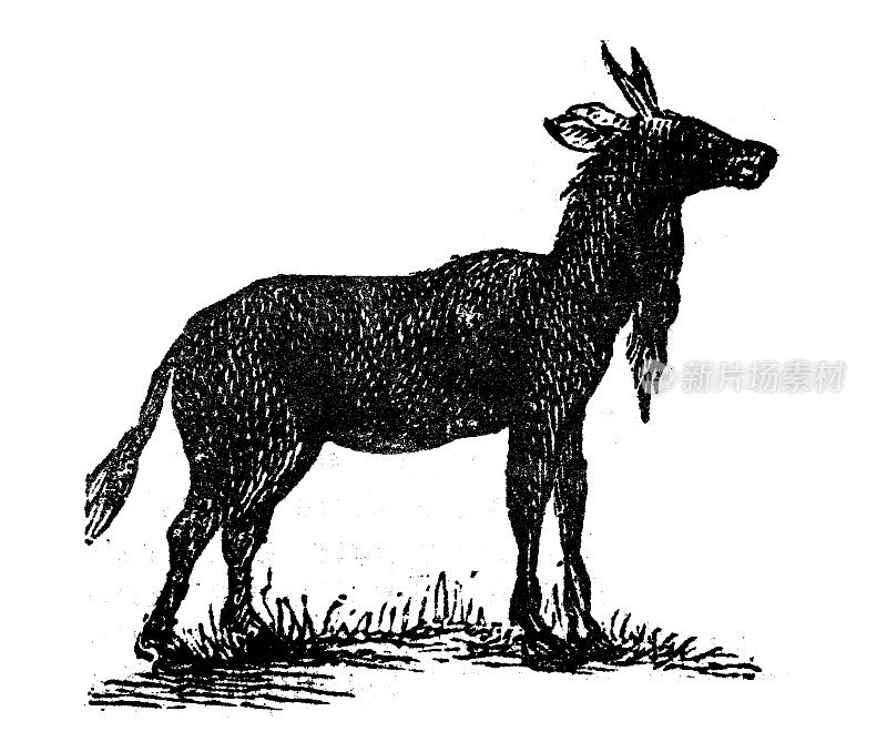 古玩雕刻插画:nilgai (Boselaphus tragocamelus)